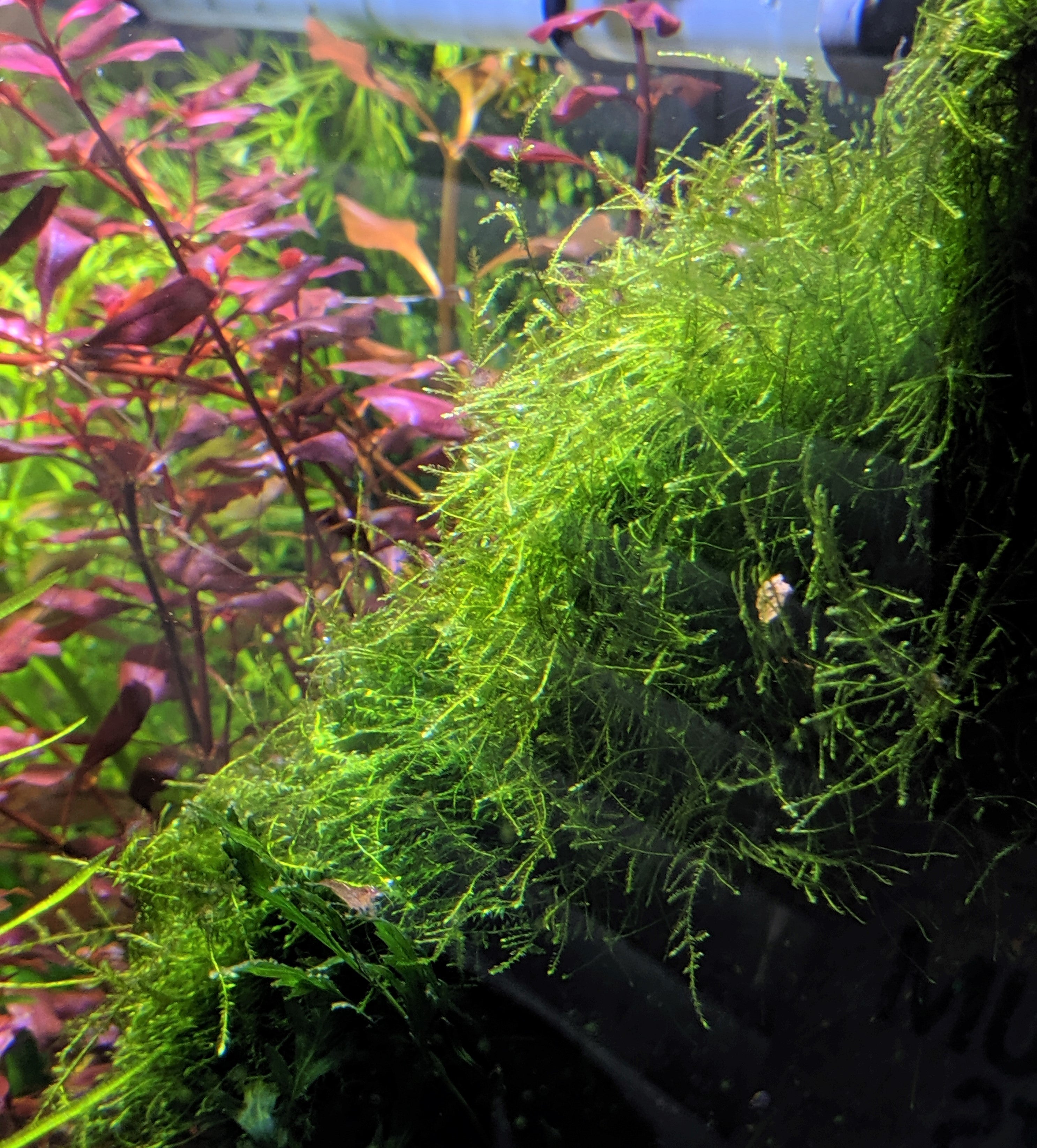 Java Moss - The Shrimp Tank