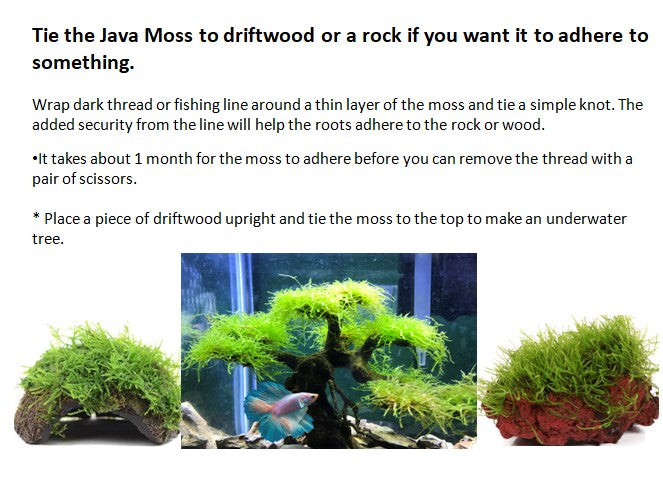 Java Moss | Java Moss for Sale | Live Aquarium Moss on Mesh